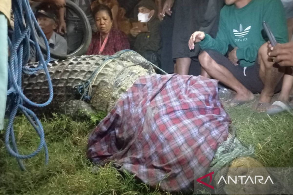 Buaya berkalung ban  berhasil dievakuasi