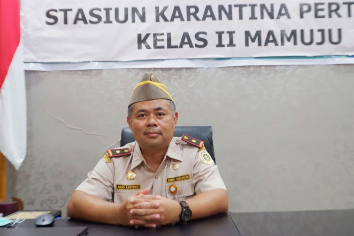 Karantina Pertanian Mamuju sertifikasi 2.662 kilogram SBW pada 2021