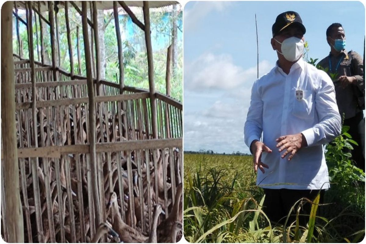 Pengembangan itik petelur kawasan food estate bantu perekonomian masyarakat