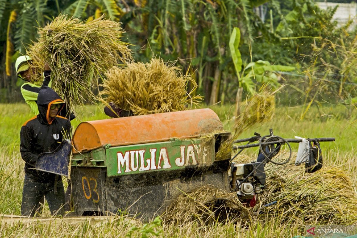 BPS: Kenaikan harga kelapa sawit picu turunnya Nilai Tukar Petani pada April 2022