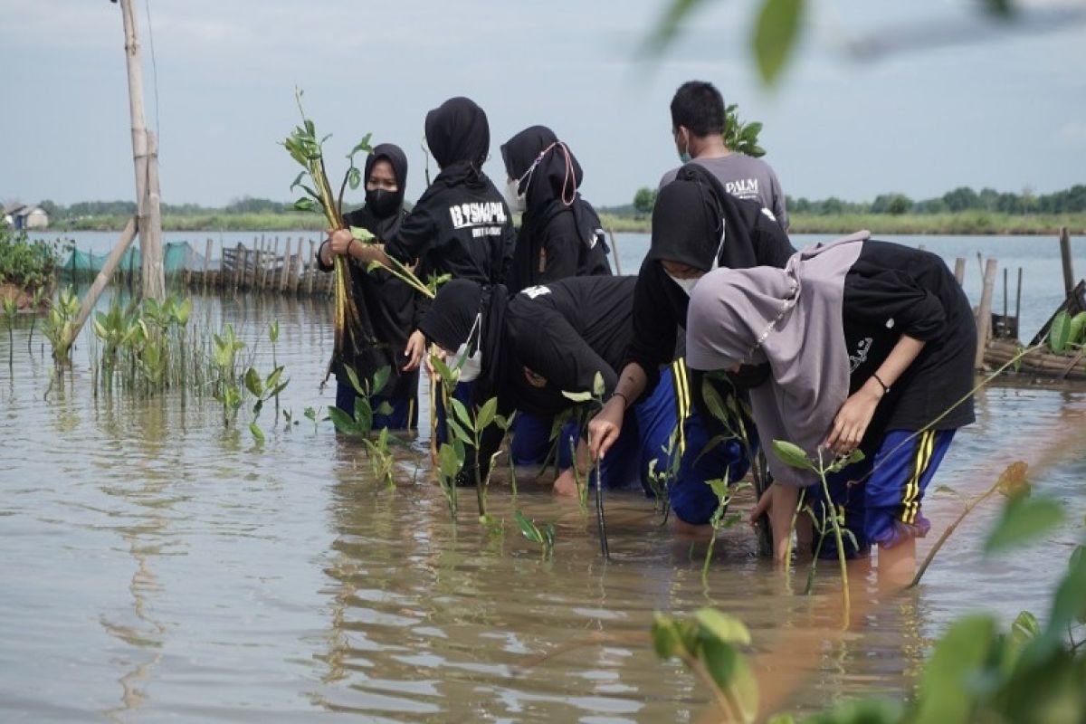 Cegah dampak pembangunan tanggul pantai, Pemkab Pekalongan tanam 20 ribu mangrove