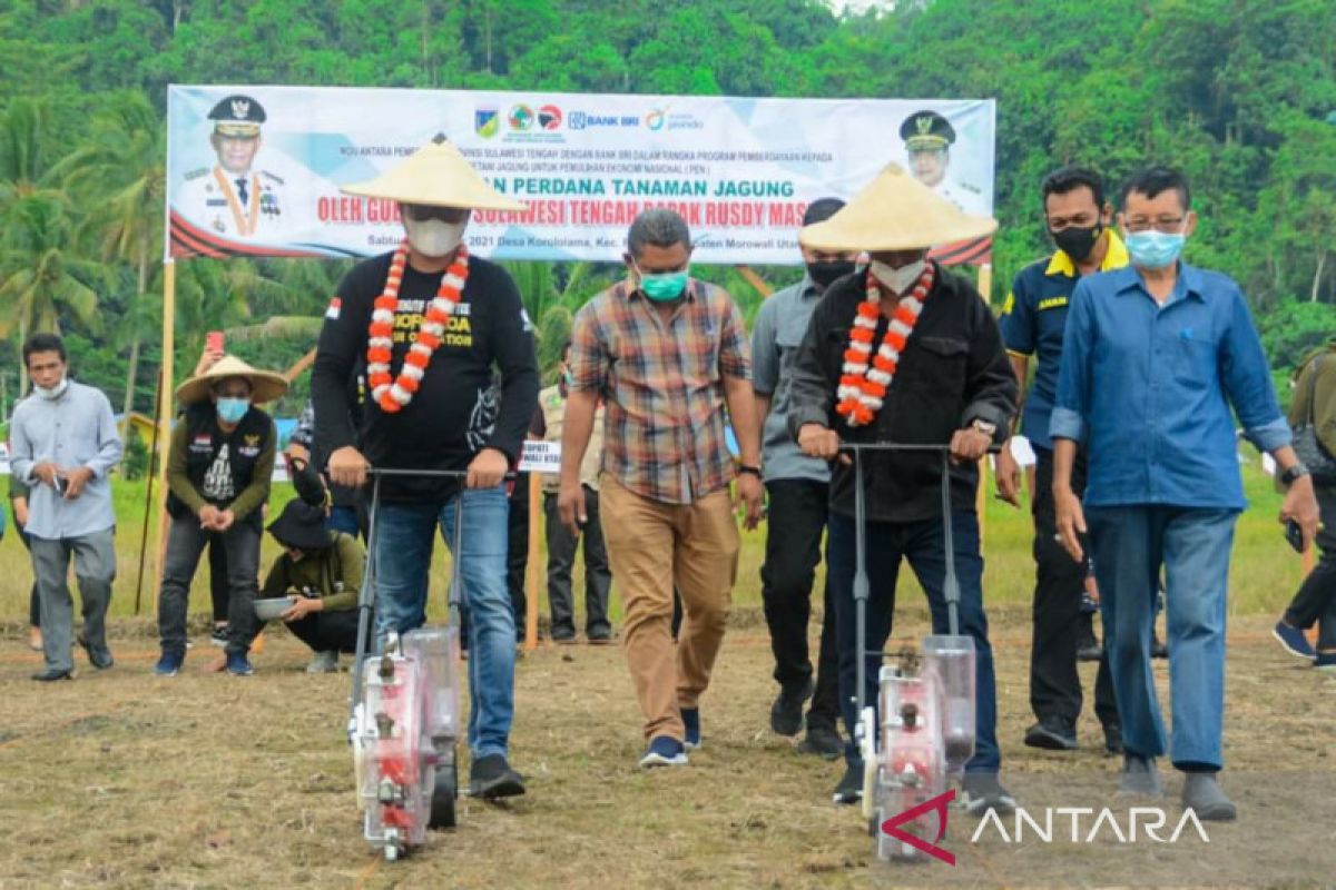 BNI  siap kucurkan KUR pengembangan budi daya jagung di Morowali Utara