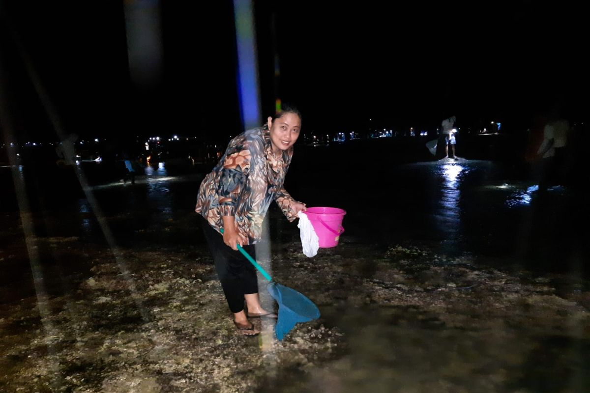 Warga berburu cacing laut di Pantai Seger Mandalika