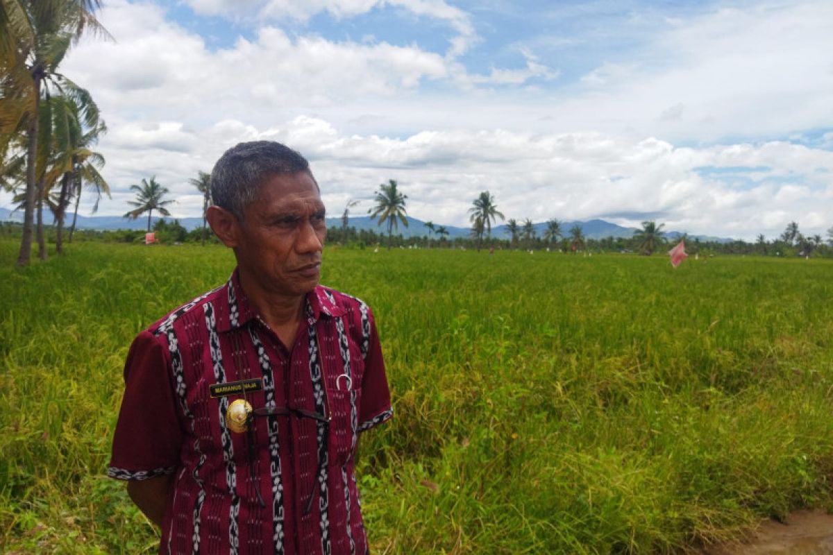 Pemkab Nagekeo antisipasi luapan hujan masuk sawah