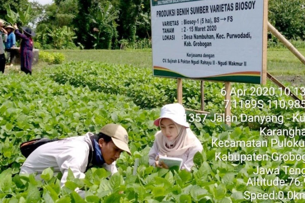 Kementan ungkap 2 kelebihan kedelai lokal dibanding dengan impor