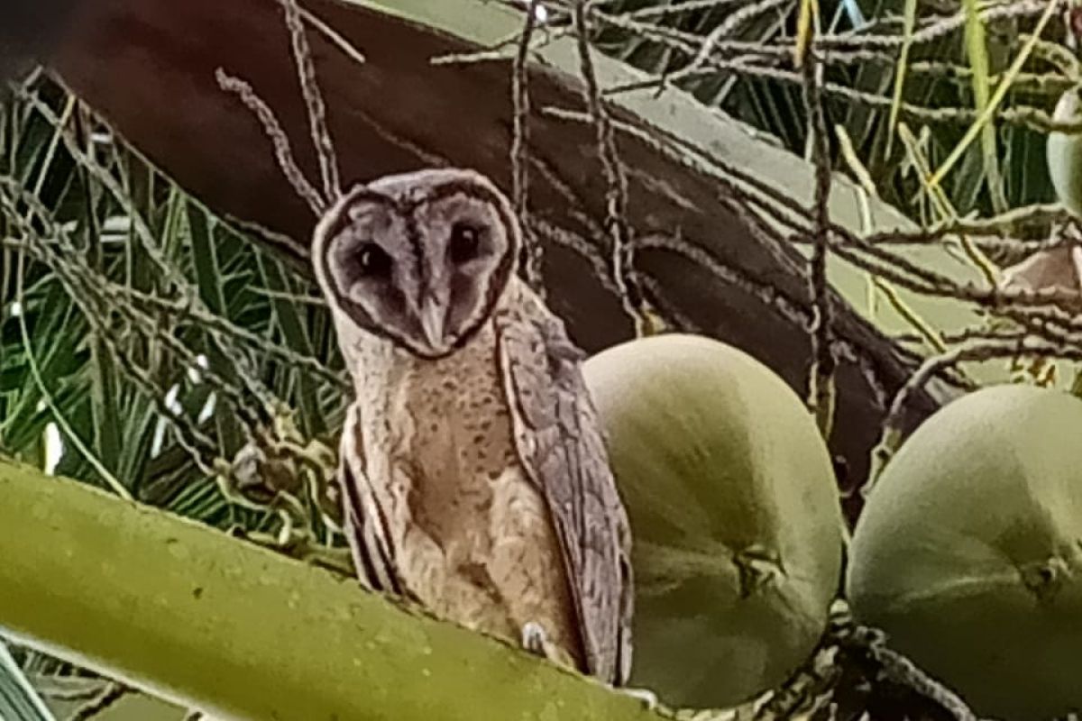 Burung hantu bantu meminimalisir populasi tikus pengganggu sawah