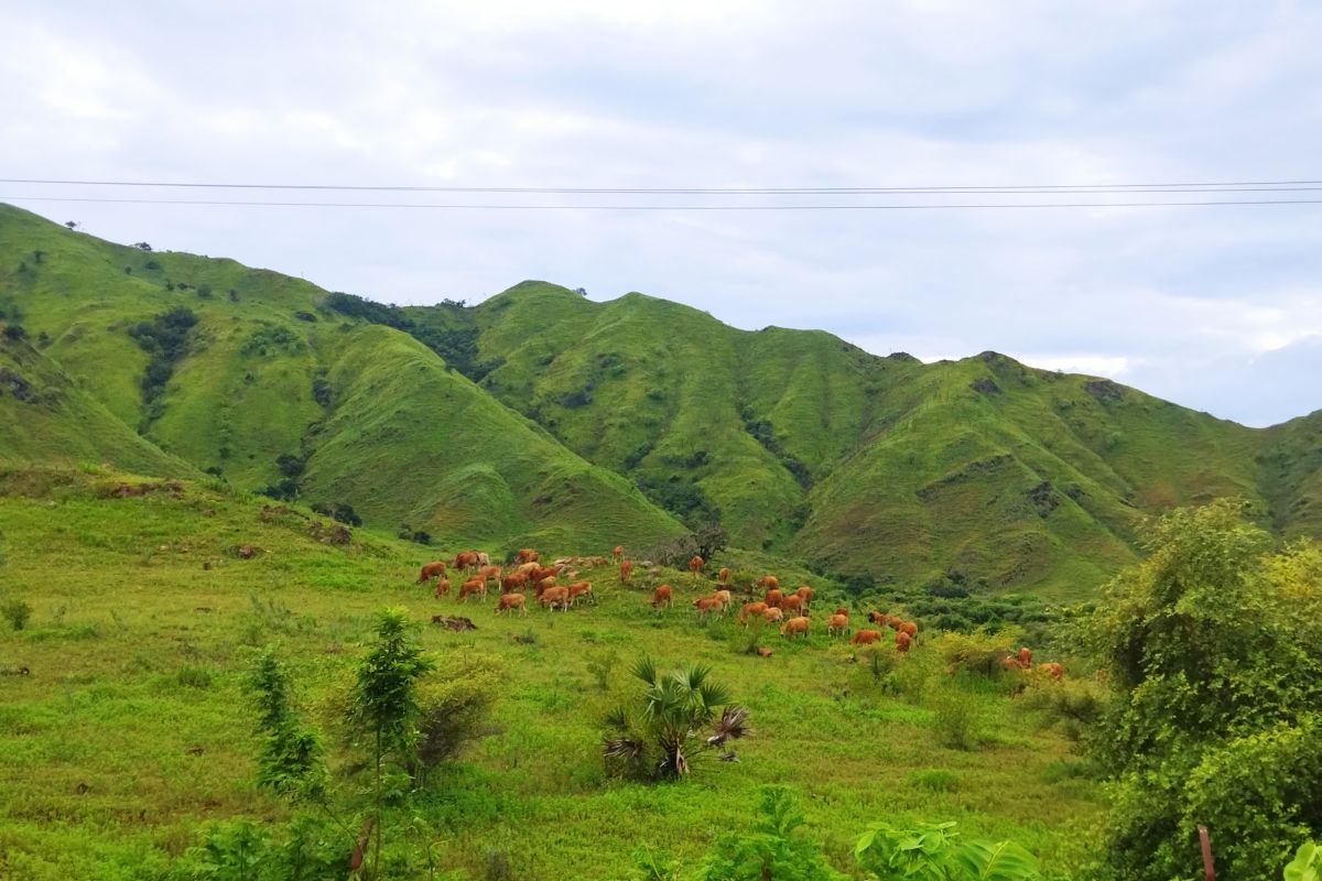 Pemkab Nagekeo optimalkan 'ranch' ternak dorong produktivitas