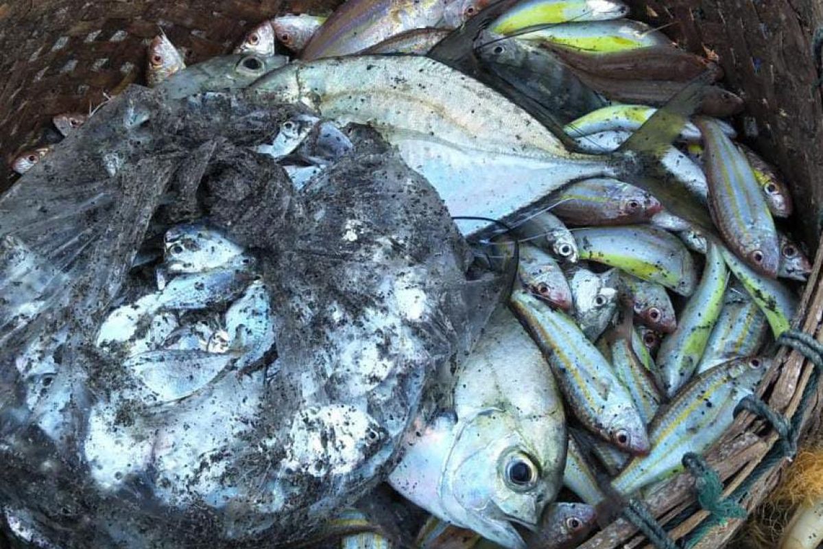 Mataram mengusulkan Rp14 miliar untuk bangun pasar ikan higienis