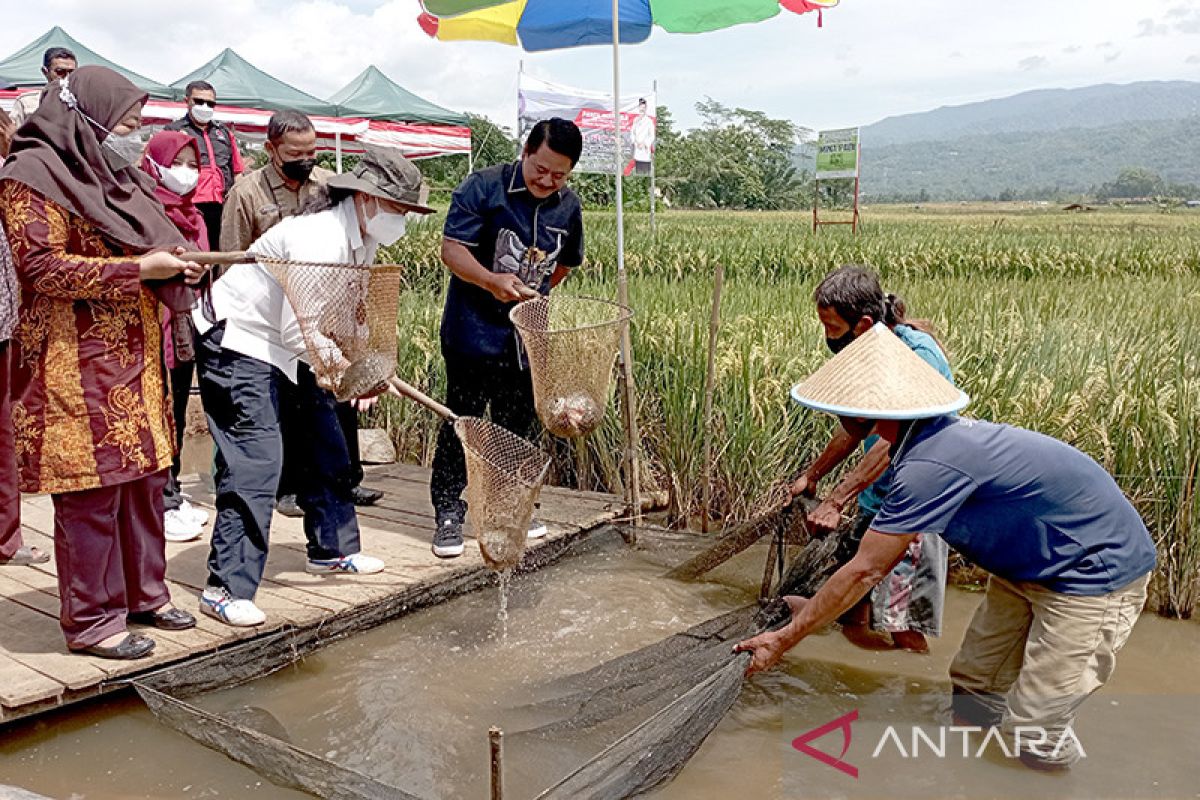 Panembangan Banyumas didorong jadi percontohan mina padi