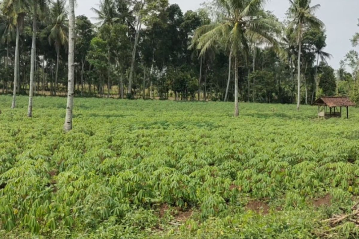 Belum memadai, produksi singkong Indonesia untuk energi, kata BRIN