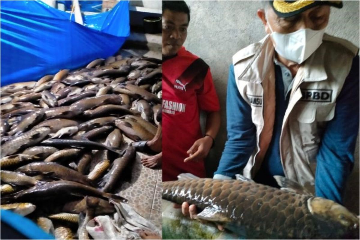 Sekitar tiga ton ikan larangan Lubuk Landur Pasaman Barat mati