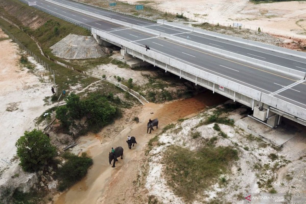 Toleransi gajah dan manusia di Tol Pekanbaru-Dumai