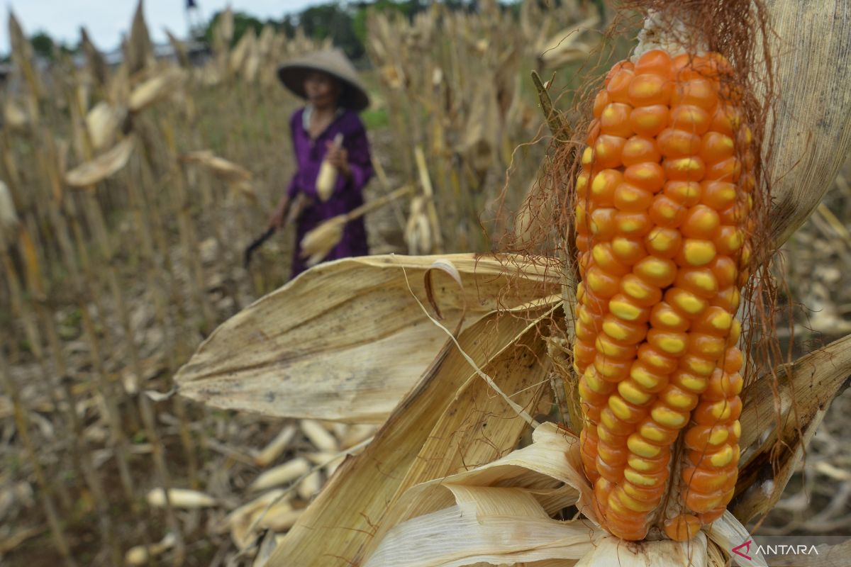 Kementan dorong pertanian terpadu 10 ribu hektar di Gowa Sulsel