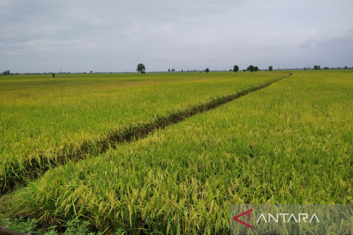 3.800 hektare sawah nikmati air irigasi Bendungan Logung Kudus