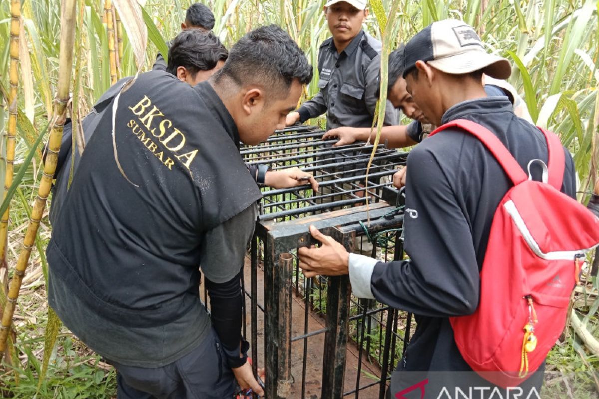 Resor KSDA Maninjau selamatkan tujuh satwa langka dilindungi