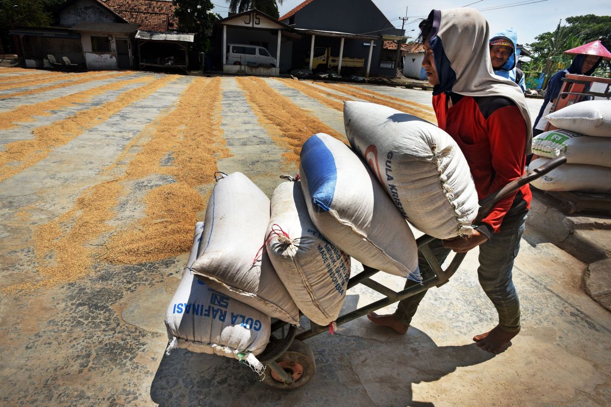 Pemkab Konawe meluncurkan program sejuta ton gabah