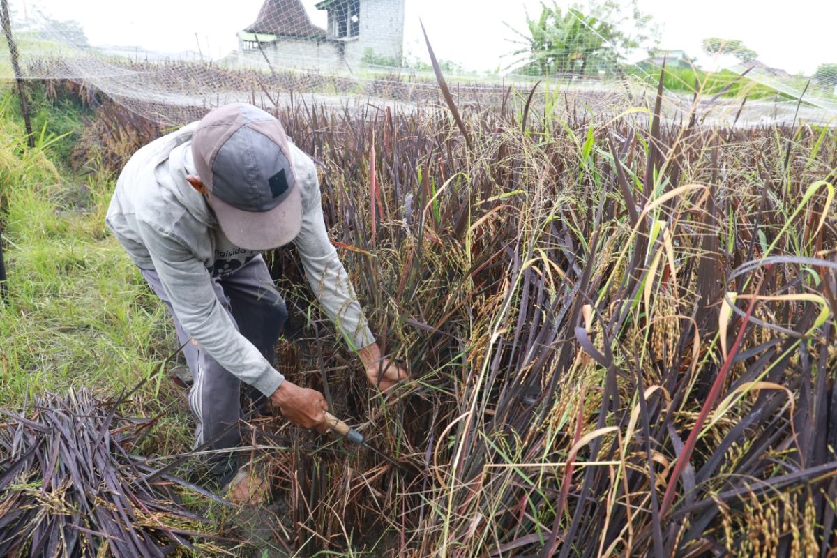 Petani Kediri tanam padi "Black Madras"