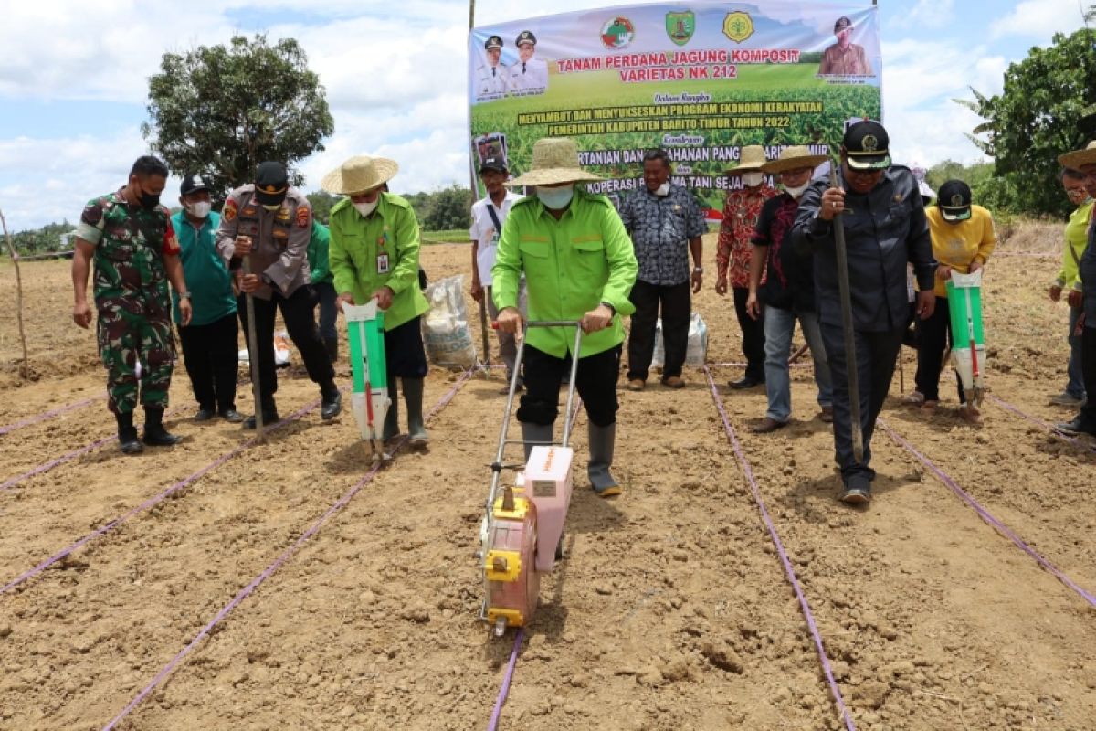 Pemkab Bartim kembangkan jagung komposit di 10 kecamatan