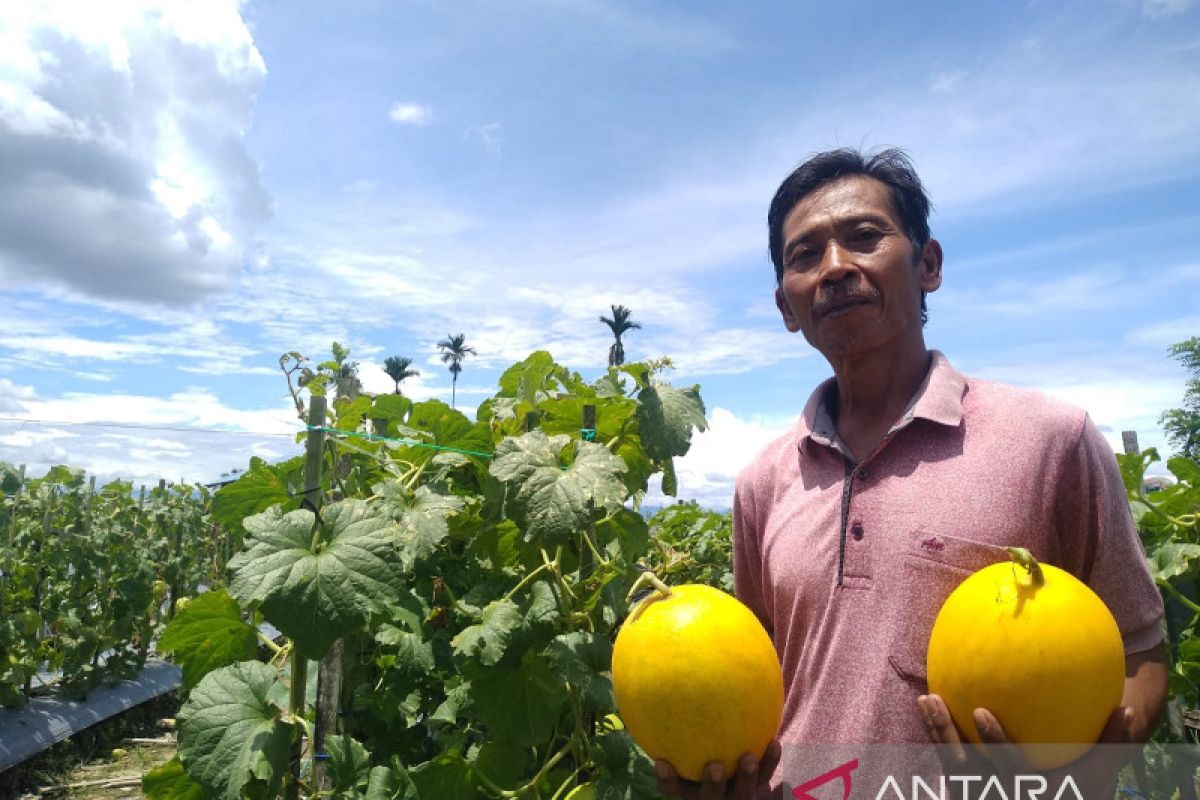 Petani Mimika keluhkan kenaikan harga pupuk