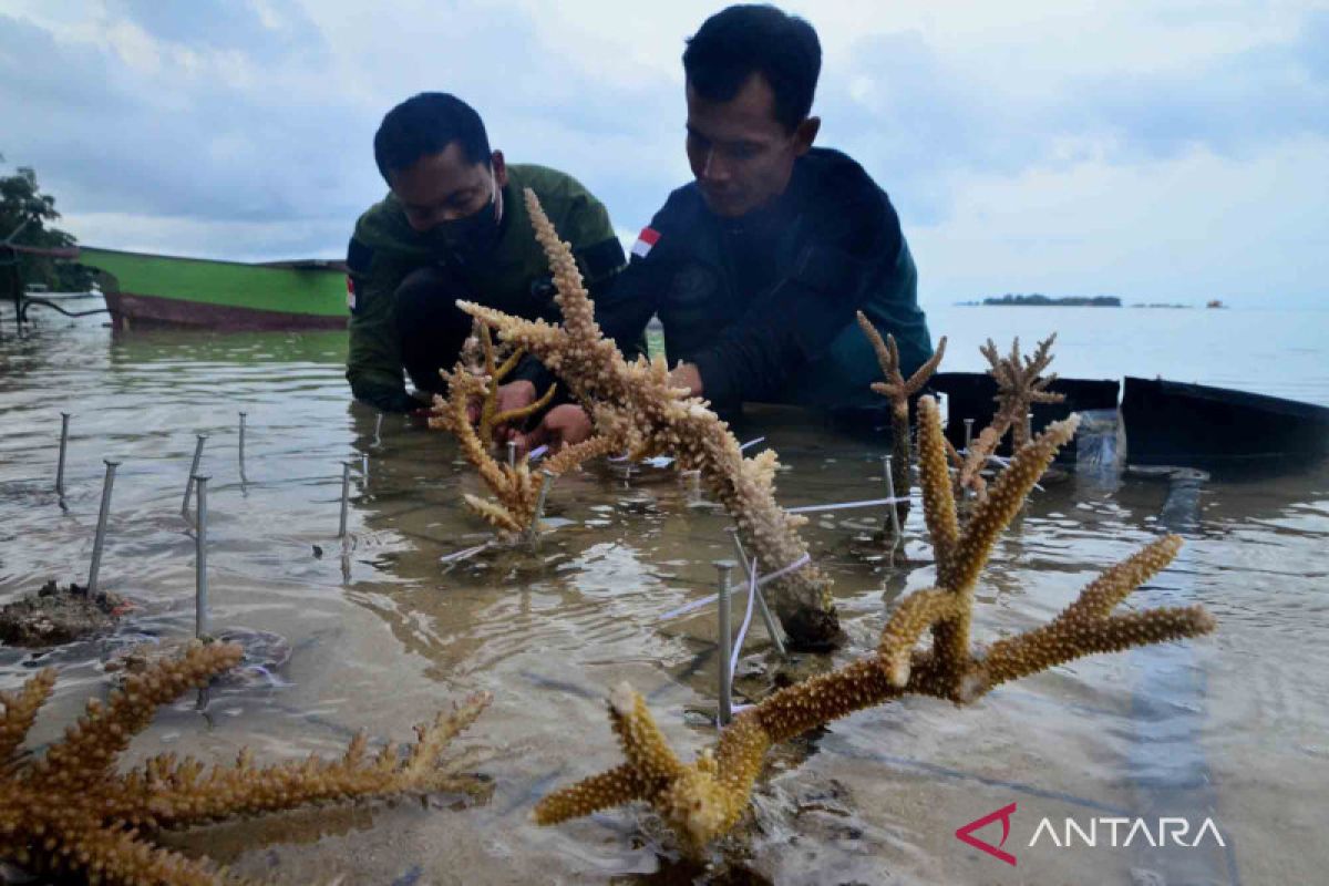 Balai Taman Nasional Karimunjawa pulihkan terumbu karang