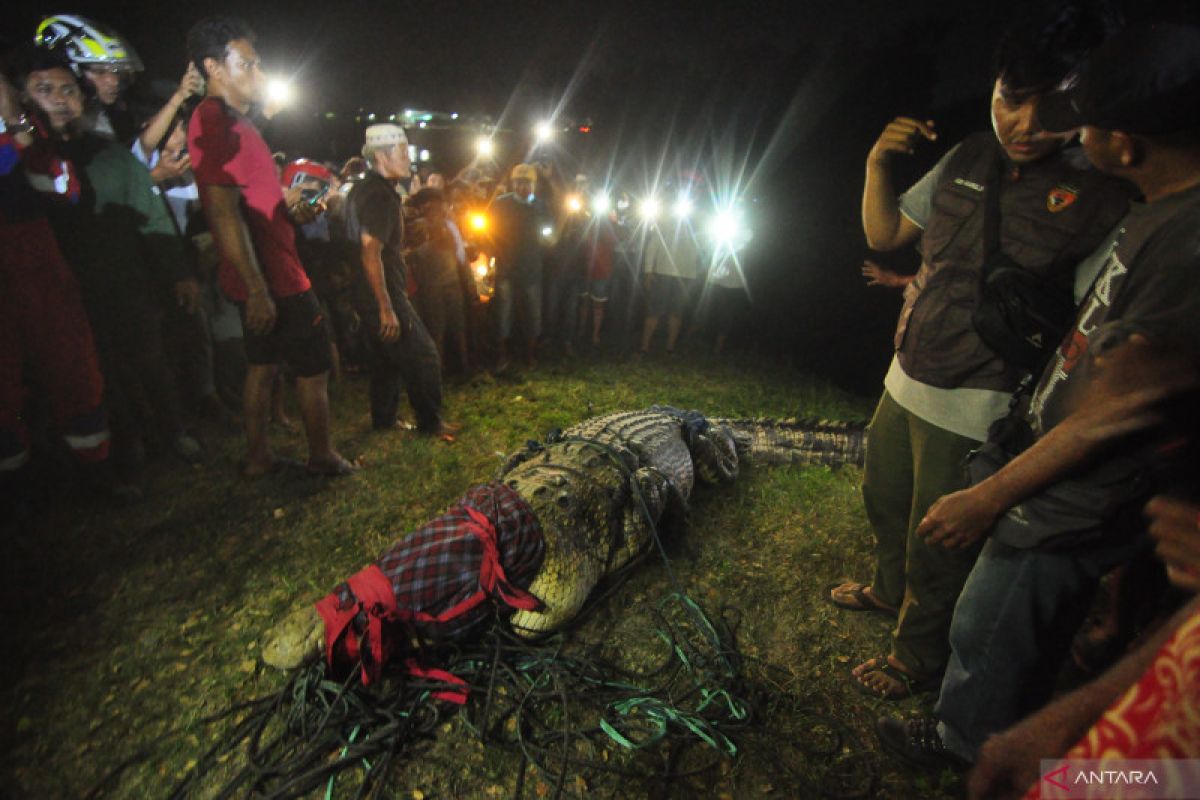 Menakar urgensi penangkaran buaya  di Kota Palu