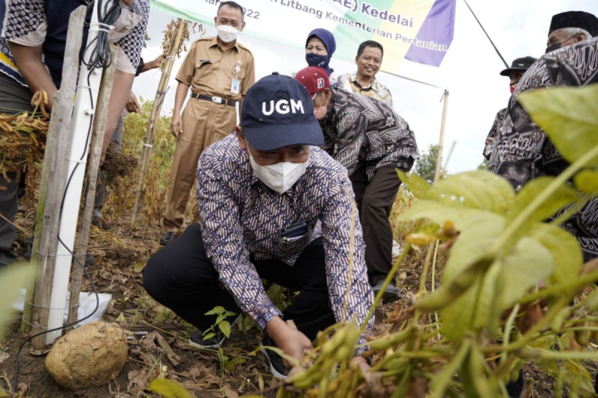 Bantul kembangkan tanaman kedelai di lahan pasir