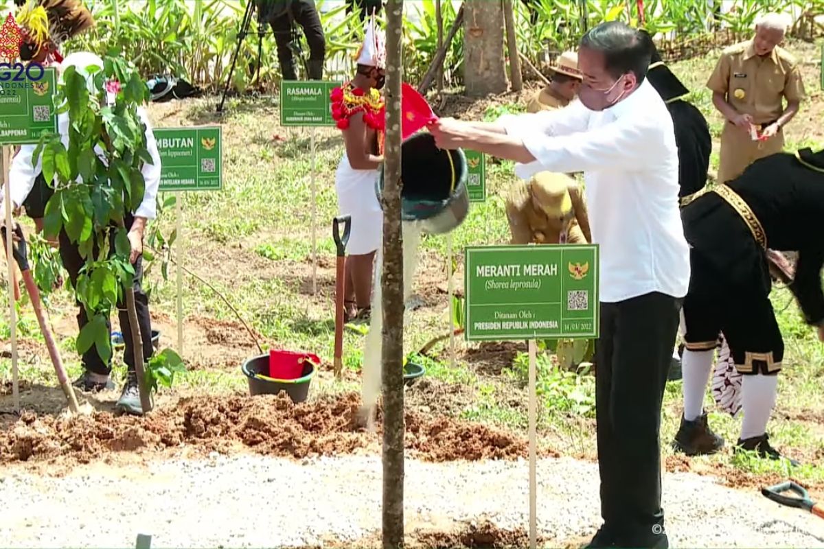 Presiden Jokowi ikuti penanaman pohon khas 34 provinsi di Titik Nol IKN