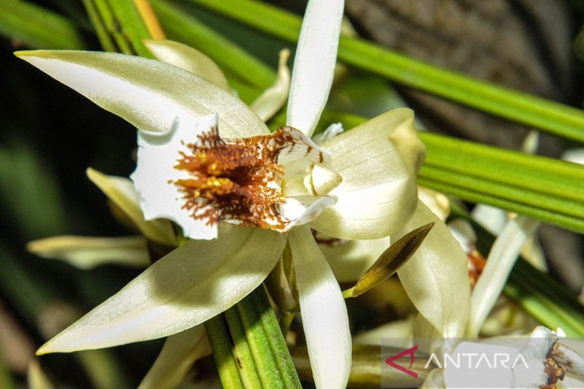 BRIN temukan 98 taksa baru flora-fauna & mikroorganisme sepanjang 2024