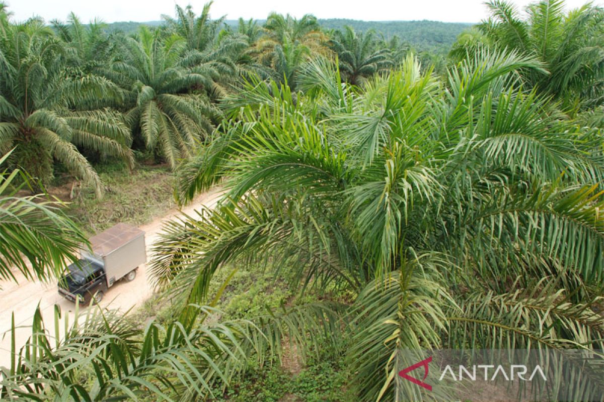 Petani diingatkan untuk meremajakan kebun sawit