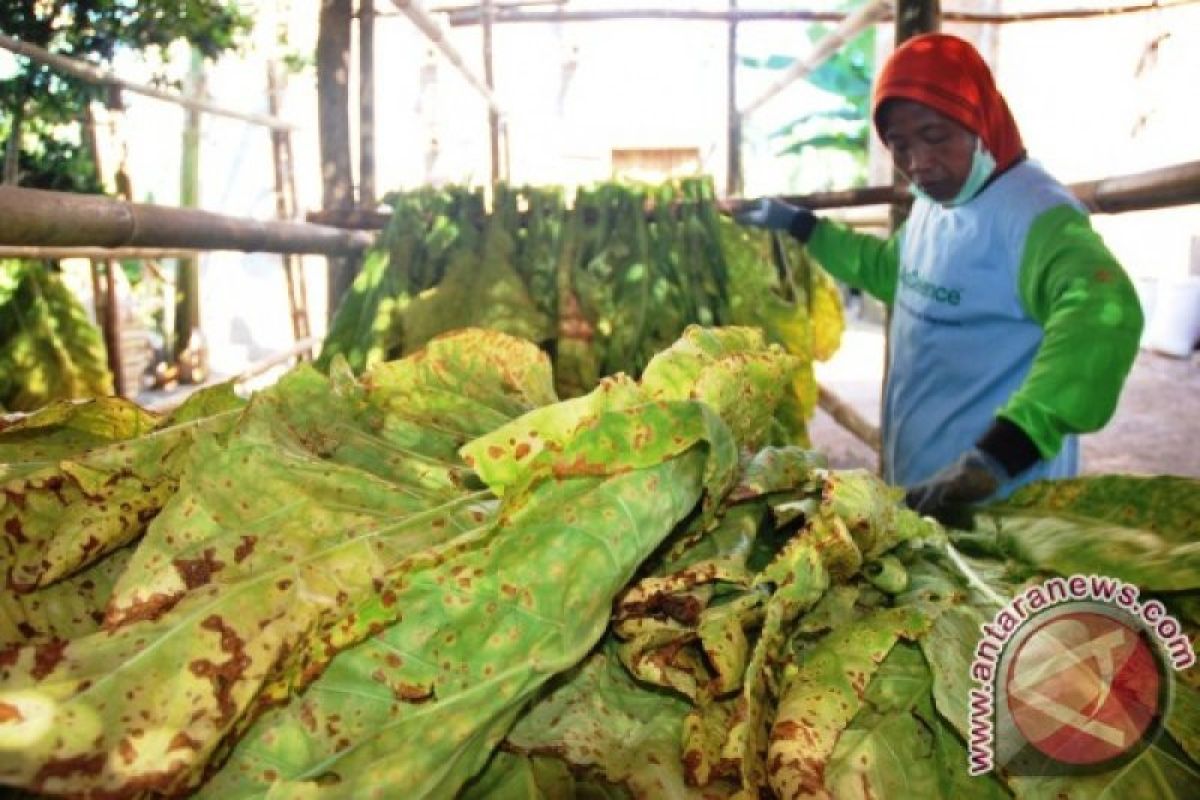 Lombok Barat manfaatkan DBHCHT latih buruh pabrik rokok