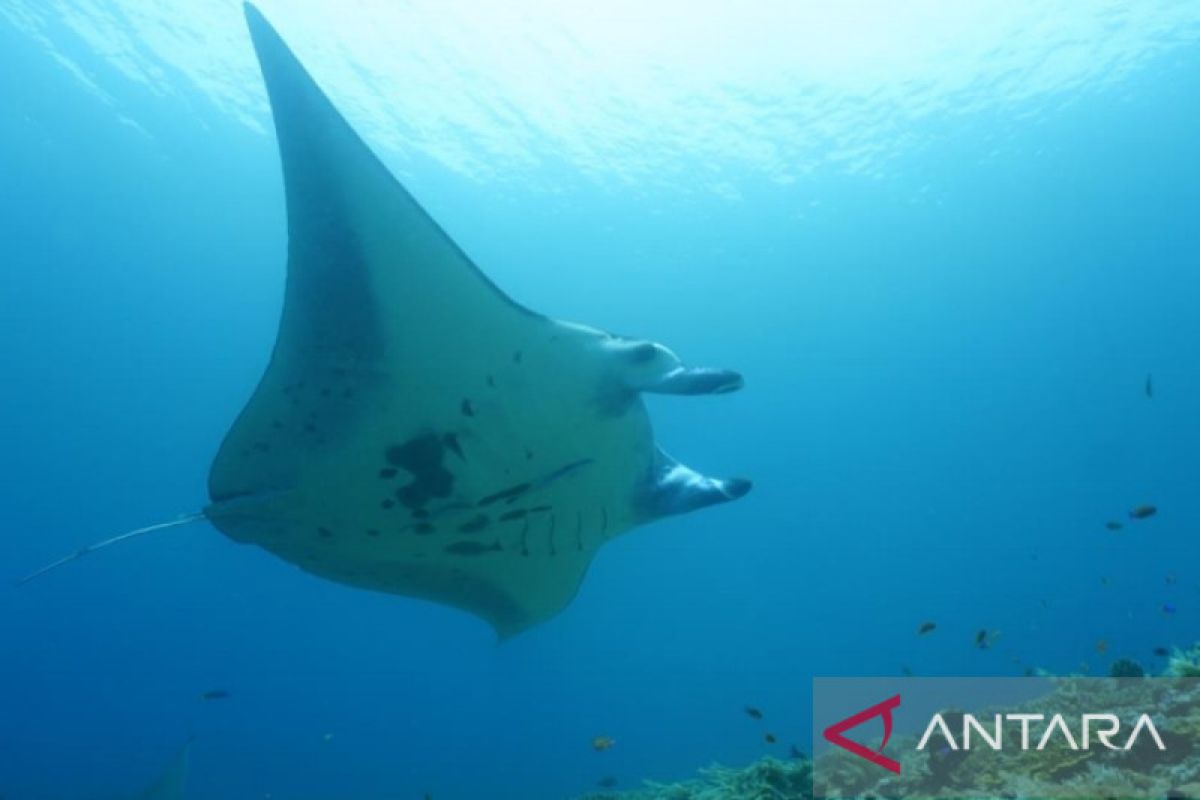 Raja Ampat, "rumah" bagi pari terbesar di dunia