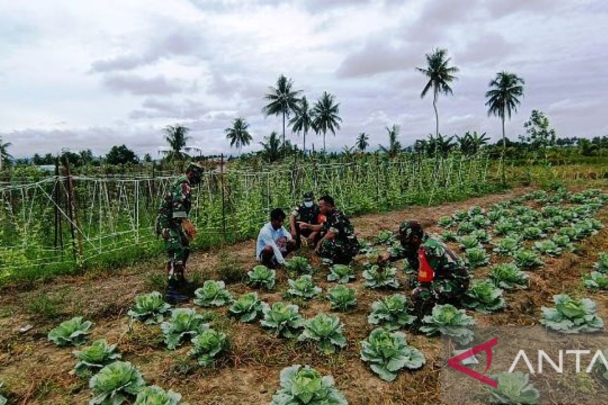 Babinsa perbatasan RI-PNG kunjungi petani sayuran di Muara Tami