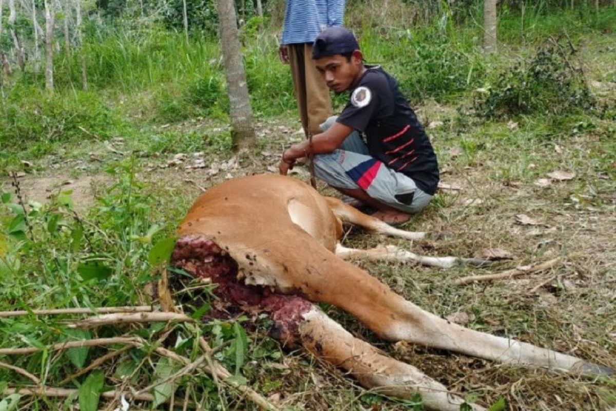 Pemilik sapi saksikan hewan peliharaannya dierkam harimau