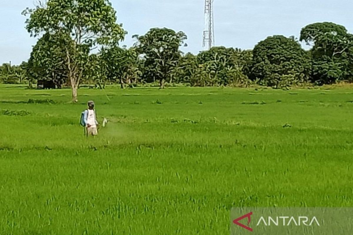 Kementerian Pertanian kembangkan food estate di Kabupaten Penajam, Kaltim songsong IKN