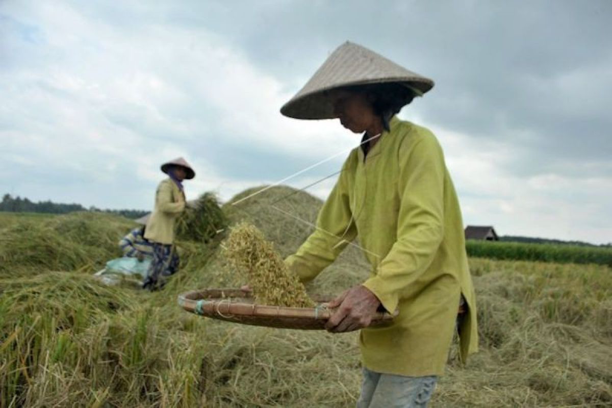 Sumsel kawal petani padi tingkatkan produktivitas