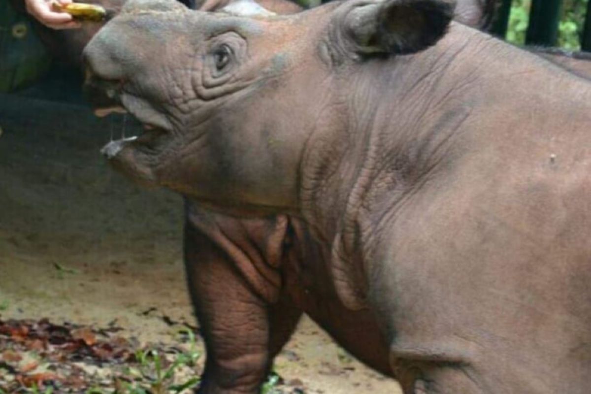 Badak Sumatera di Way Kambas bernama Rosa melahirkan bayi betina