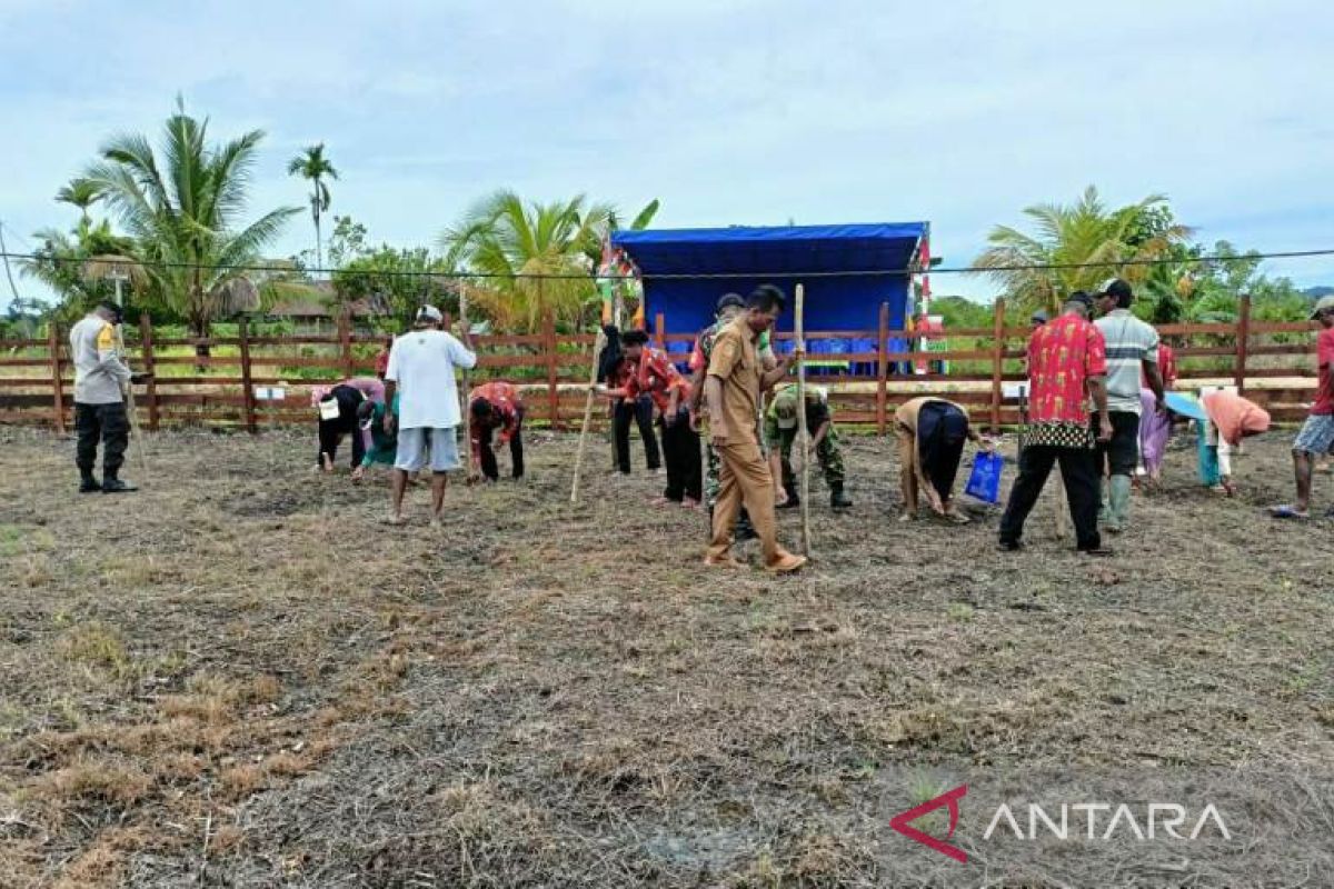 Koramil Bonggo bantu petani Sarmi tanam padi perdana