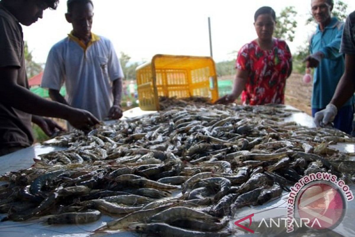 Budi daya kepiting bakau di Bombana masih dilakukan secara  alami