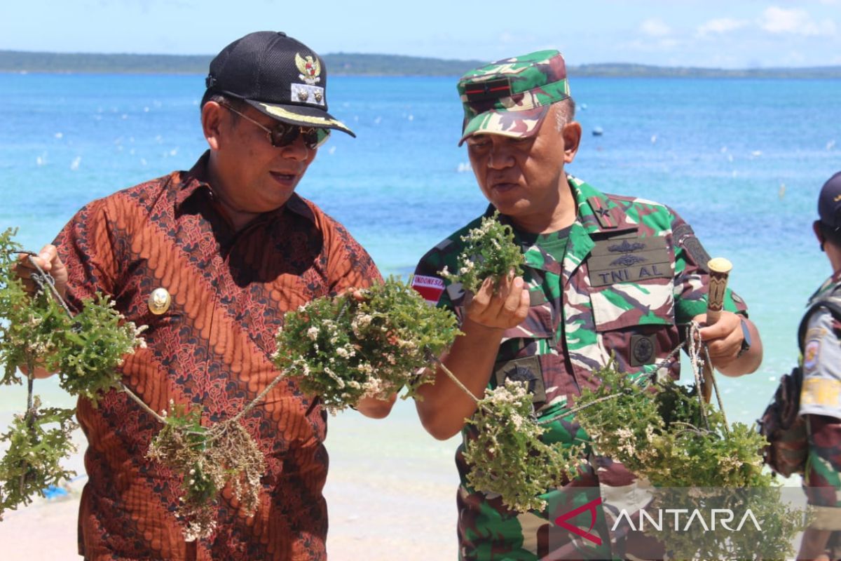 Kelompok tani binaan Lantamal VII Kupang panen rumput laut