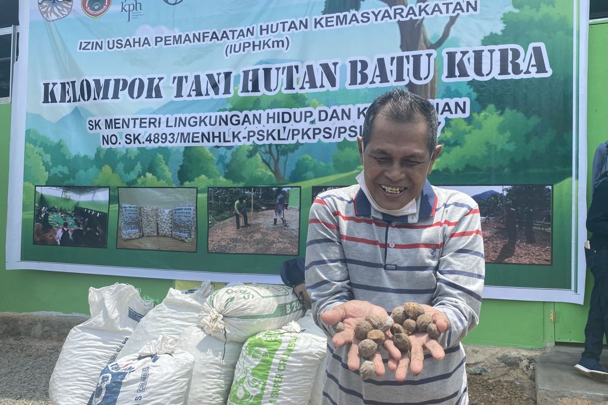 Artikel - Kebangkitan pemanfaatan kemiri di Kabupaten Tanah Laut