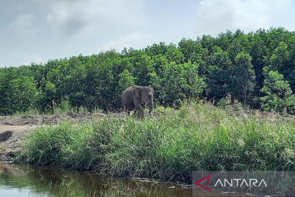 BKSDA dan multipihak kawal penyediaan koridor gajah Sumatera di Padang Sugihan OKI