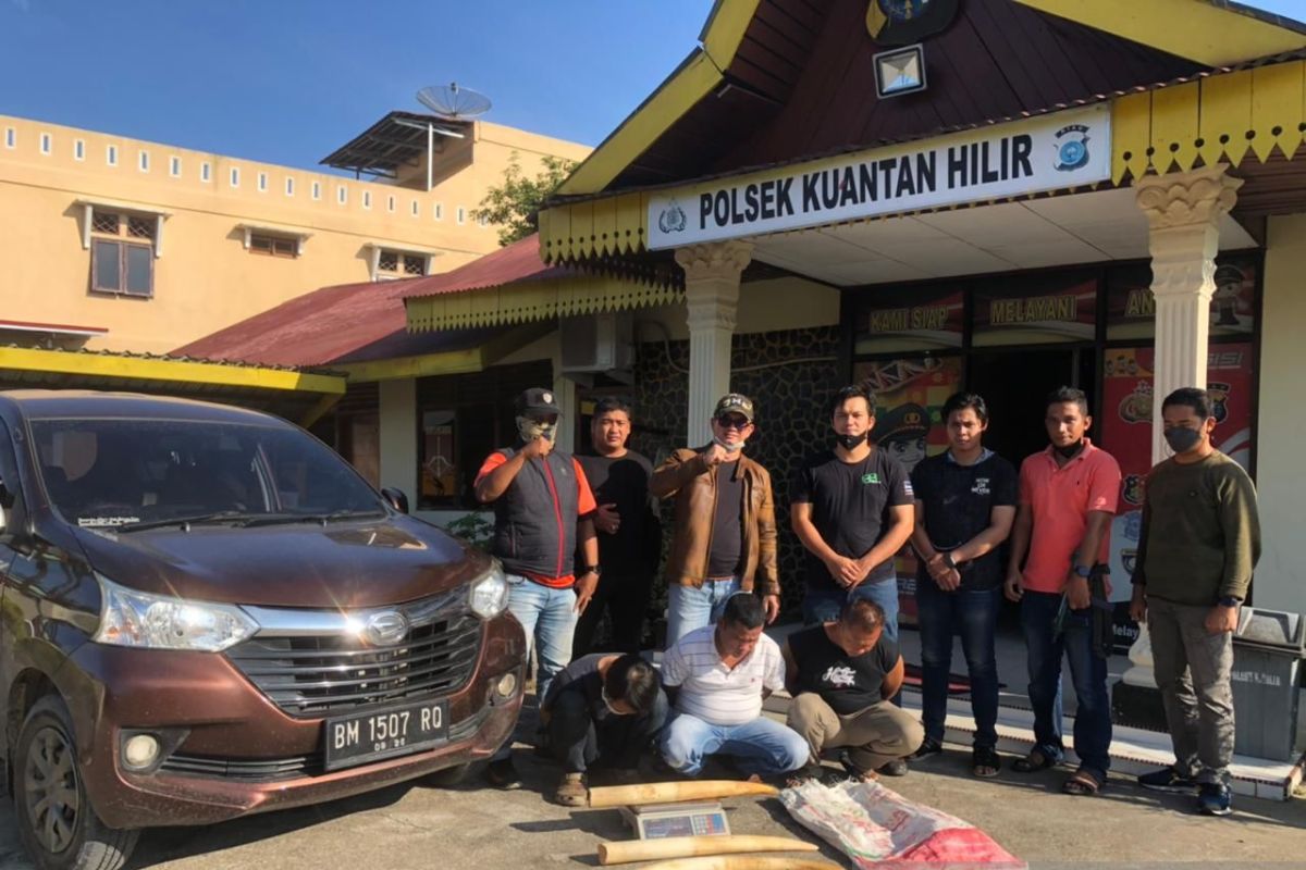 Polda Riau ringkus pelaku jual beli gading gajah di Kuansing