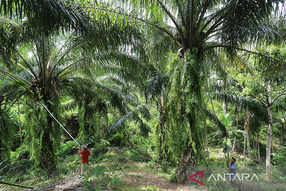 Legislator Kalteng: Keserakahan Pengusaha sawit semakin merugikan negara