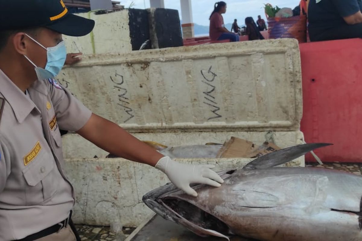 Tuna di wilayah Siau alami peningkatan secara signifikan