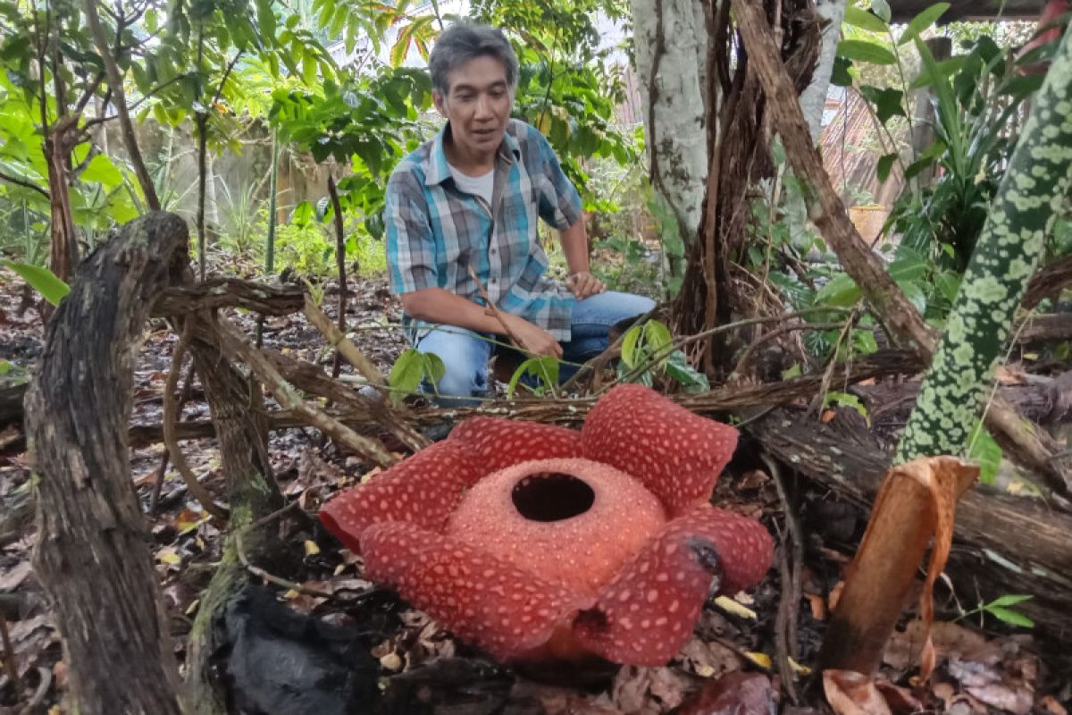 Bunga raflesia mekar sempurna di halaman rumah warga Agam