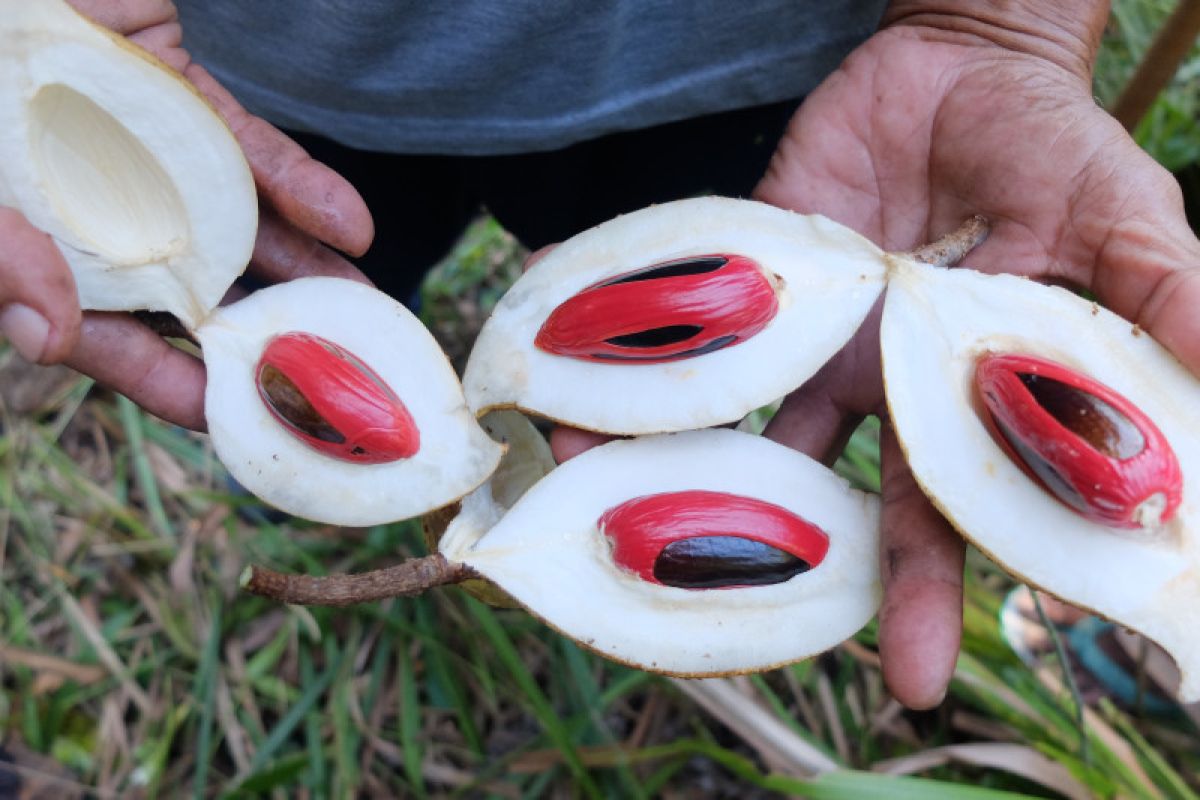 Jurus jebolan Masterchef  berkreasi di dapur memanfaatkan buah pala