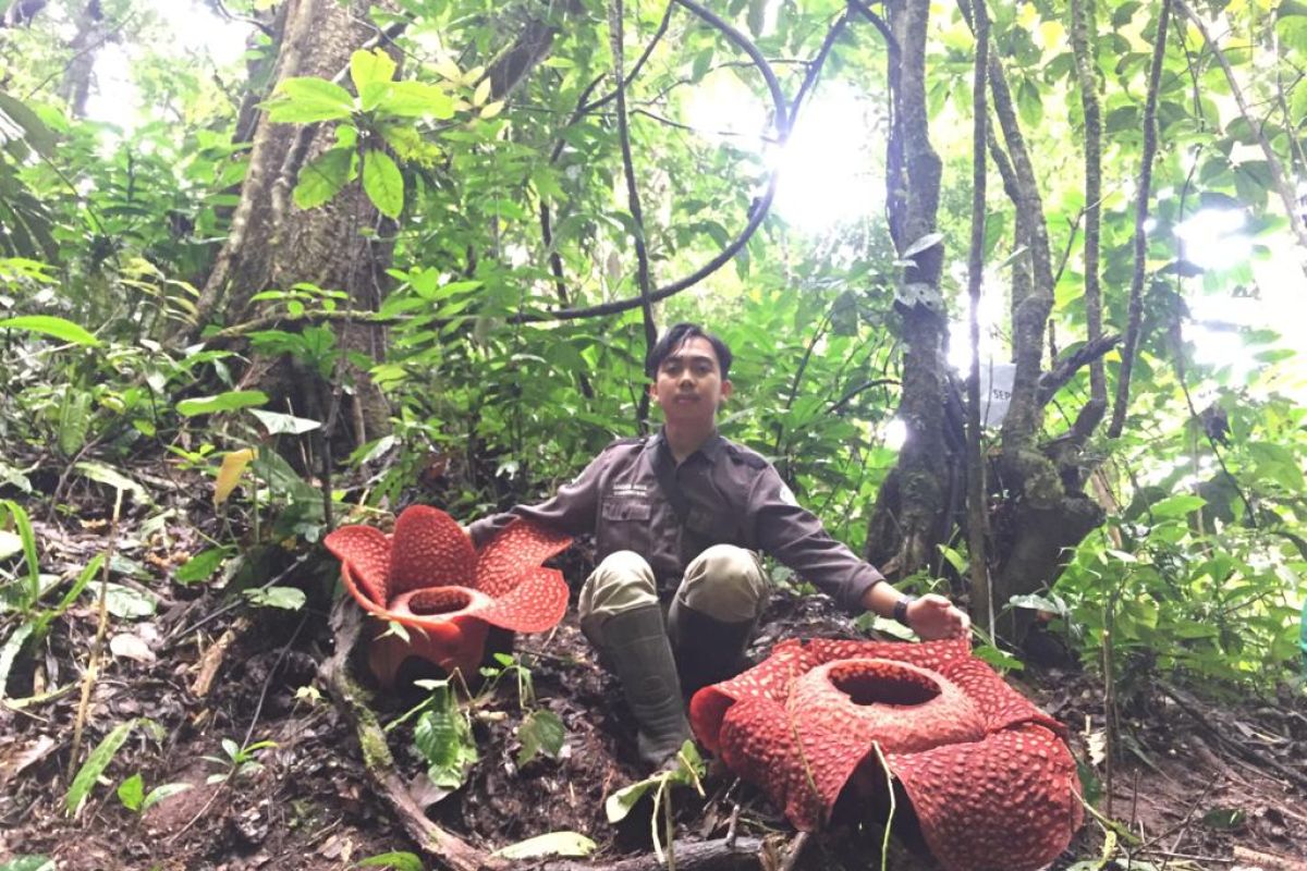 Cagar Alam Batang Palupuh surga  flora langka di Ranah Minang