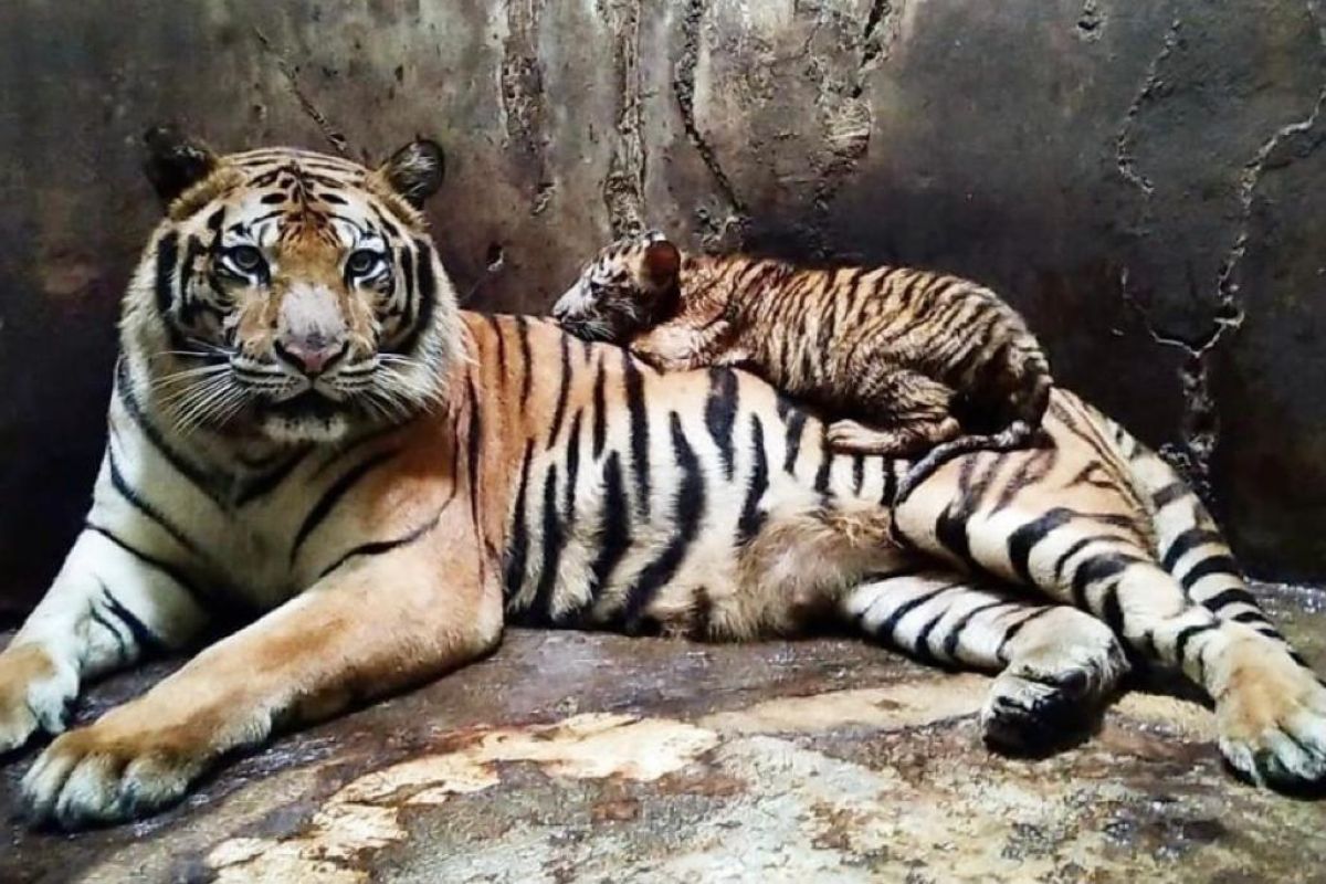 Karyawan tewas diserang harimau, Serulingmas tutup sementara