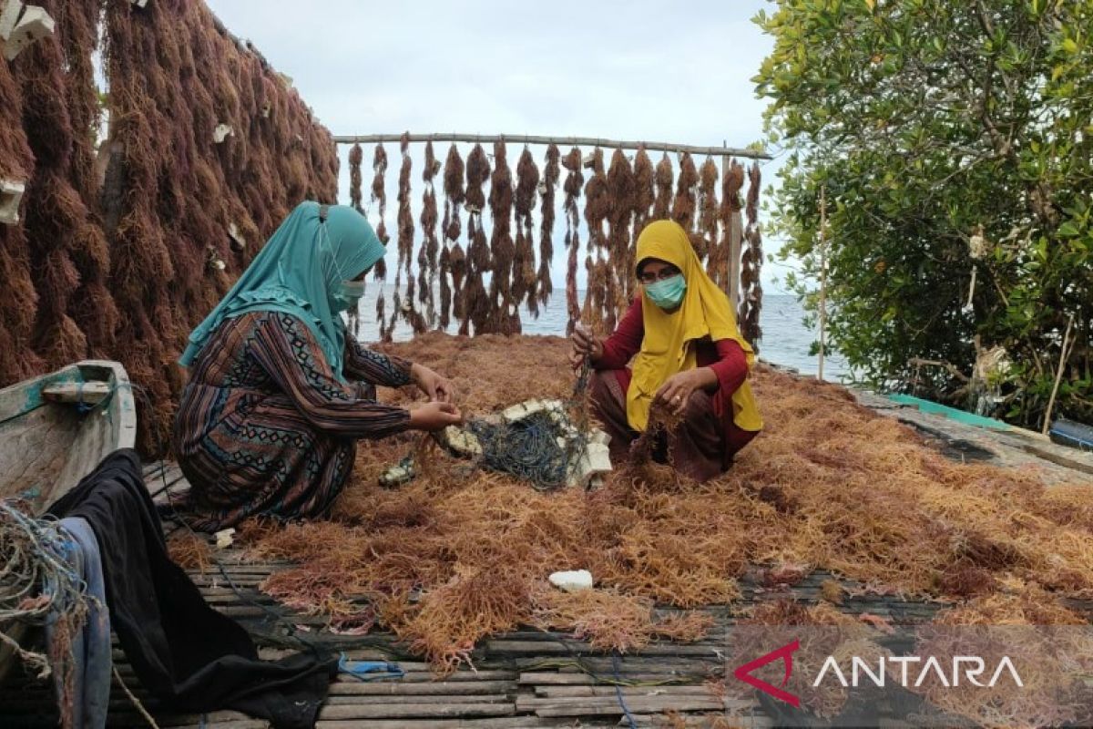 Ibu-ibu di Wakatobi kembangkan usaha kreasi biskuit rumput laut