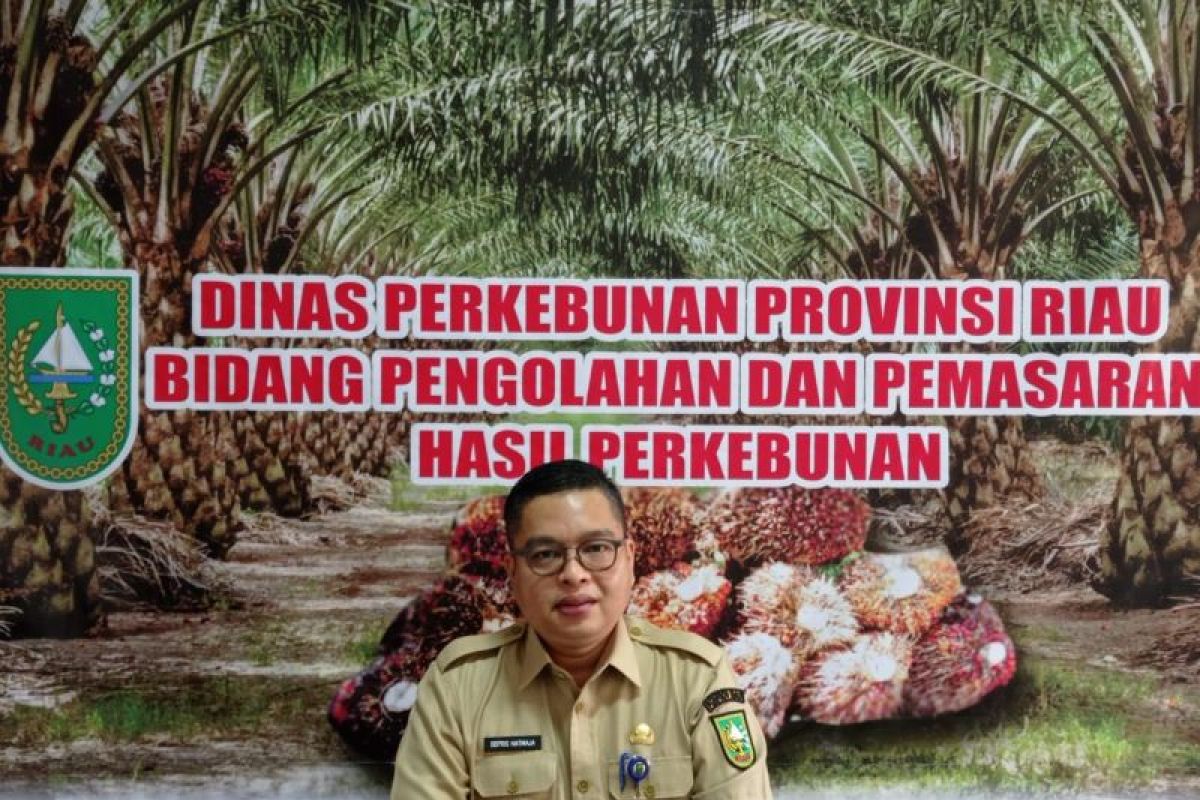 Disbun: Petani sawit harus bermitra dengan perusahaan